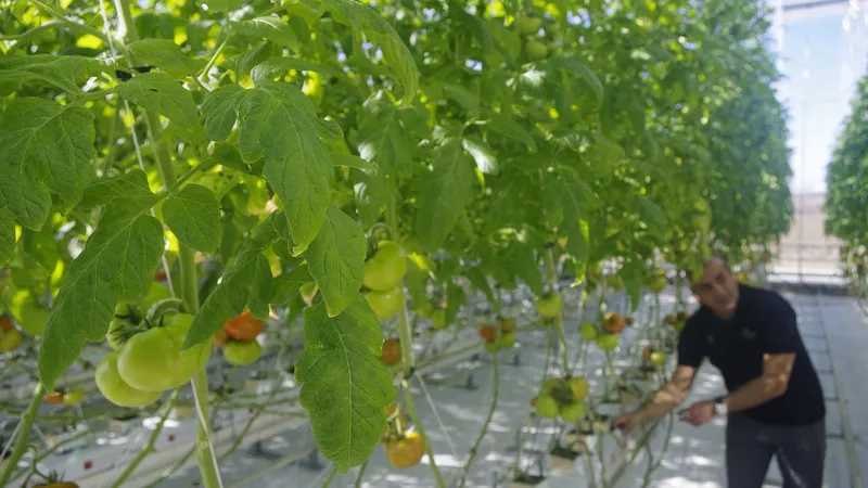 Tomatenplanten in een kas, met op de achtergrond een man die tomaten aan het plukken is