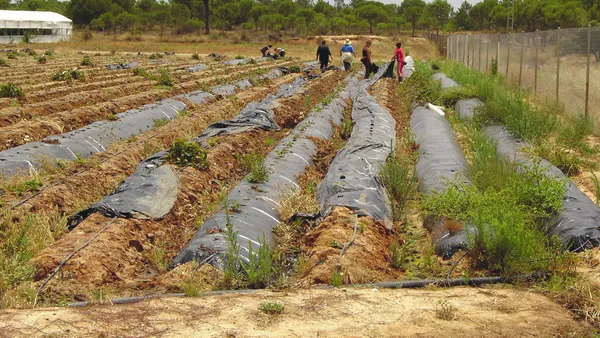 Arbeidsmigranten aan het werk in Spanje.