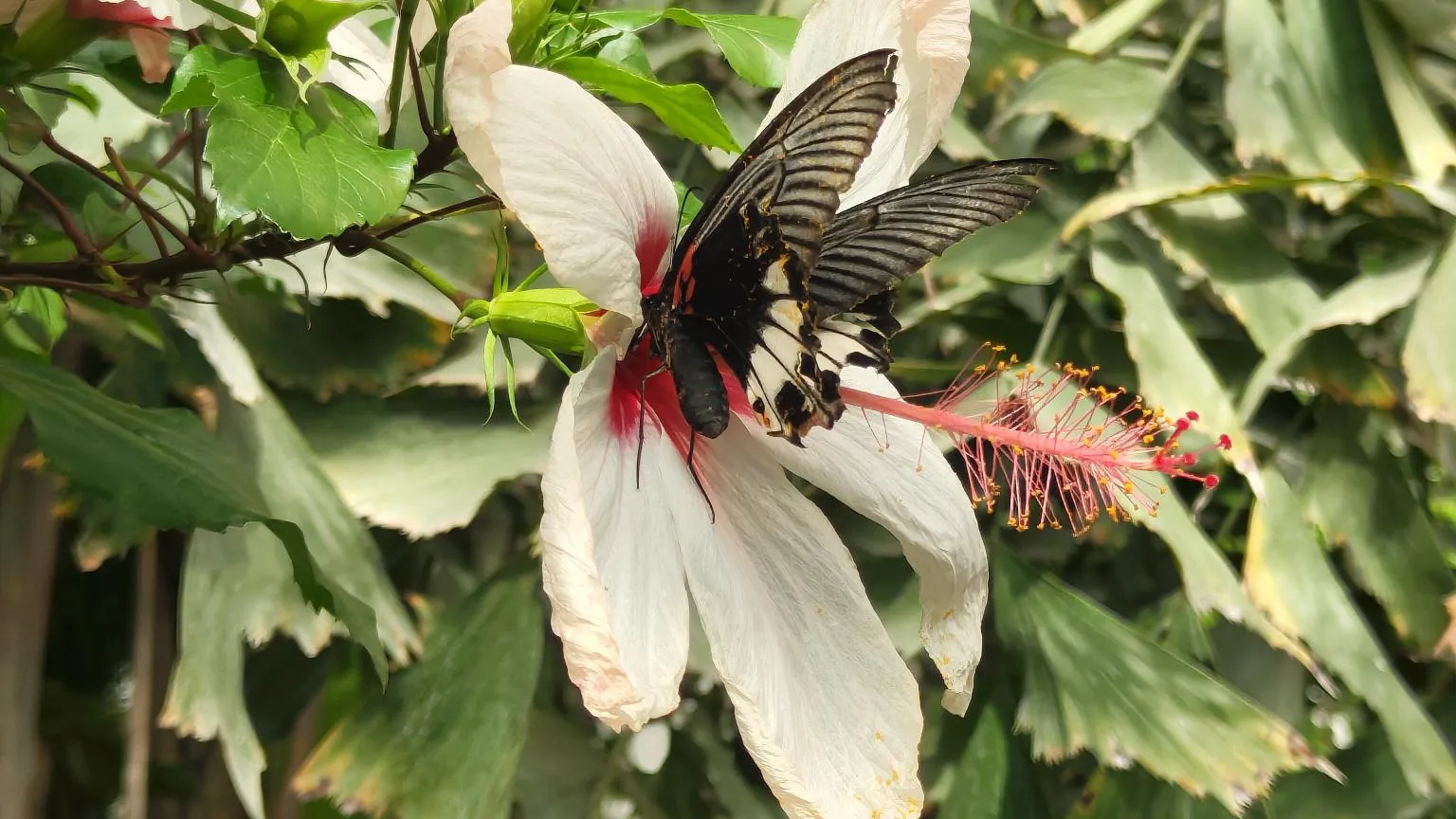 Een zwart-witte vlinder haalt nectar uit een bloem